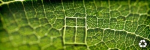 windowleaf2